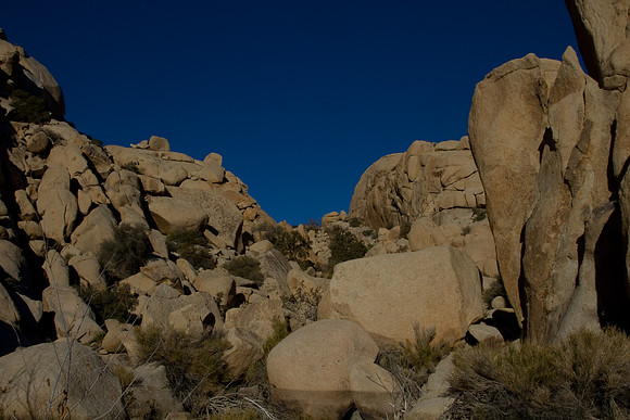 joshuatree09-2568