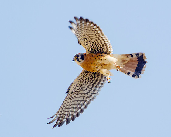 Kestrel in flight