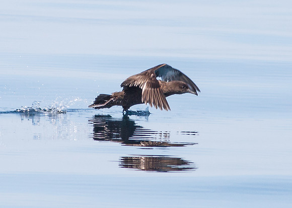 OC-Dana Point Pelagic 2014-6716-2