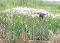 SouthTexas2014-6272