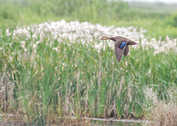 SouthTexas2014-6272