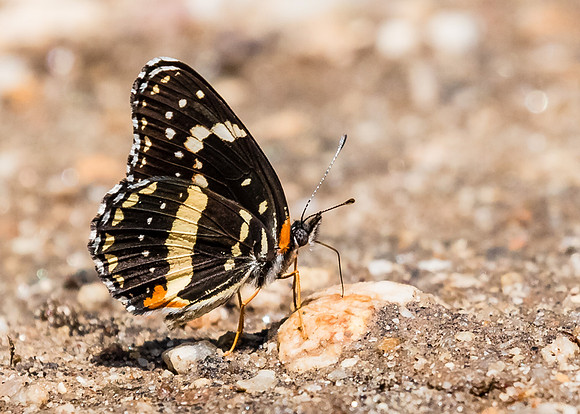 Bordered Patch butterfly