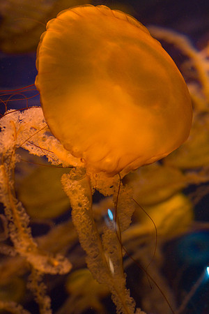 LB-aquarium-0434
