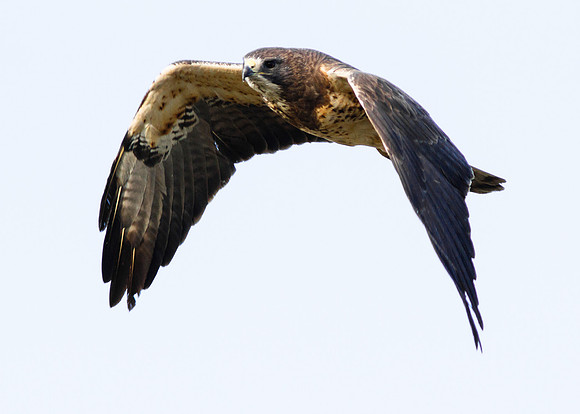 Bear River Wildlife Refuge-8744