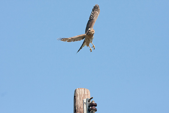 Hawk-0713-0043