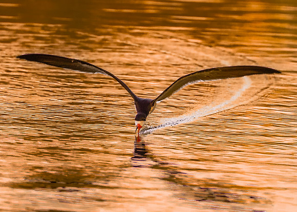 Skimming in the Golden hour.....