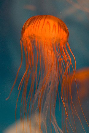 LB-aquarium-0386