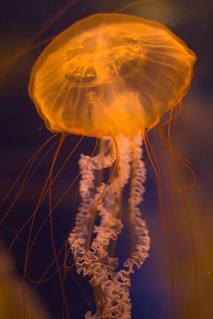 LB-aquarium-0424