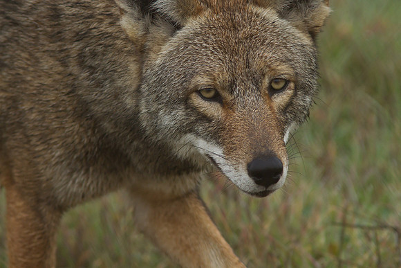 Coyote