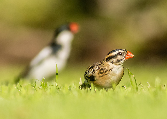 Uder the watchful eye of her mate.....