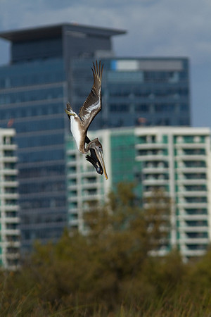 birds-irv-1107