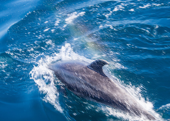Spring Pelagic Trip