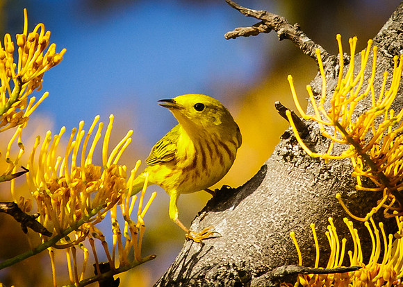 Yellow Warbler