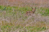 Coyote