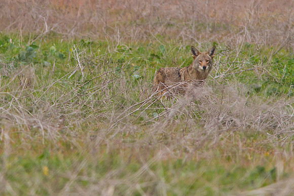Coyote