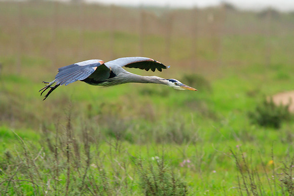 Great Blue Heron