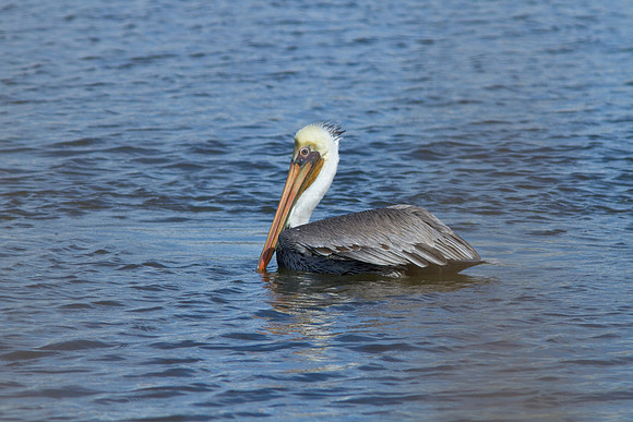 birds-irv-0931