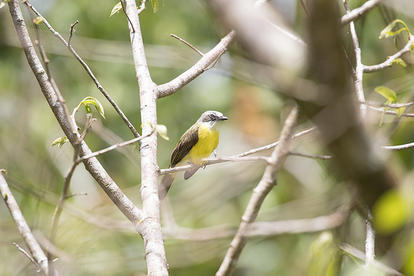 CostaRica-2018-36951
