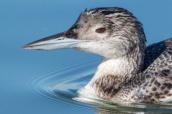 Red-throated Loon
