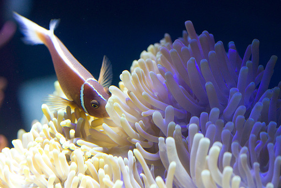 lb-aquarium-1510