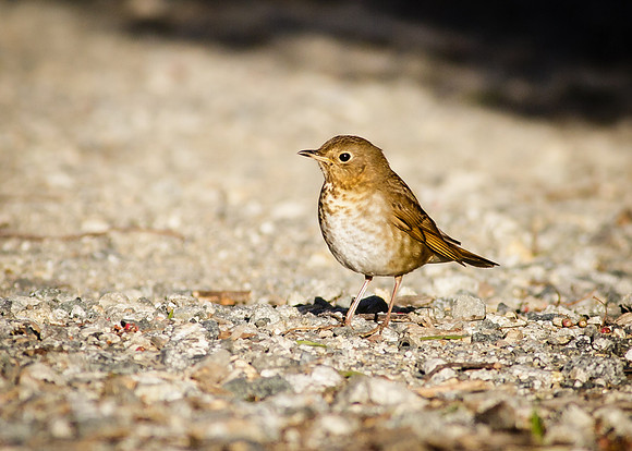 Swainson's Thrush