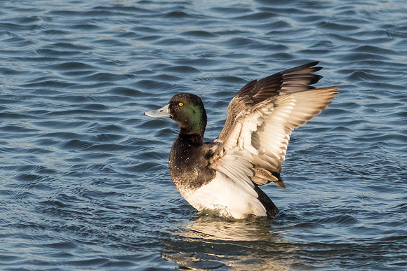 BolsaChica-2015-3416