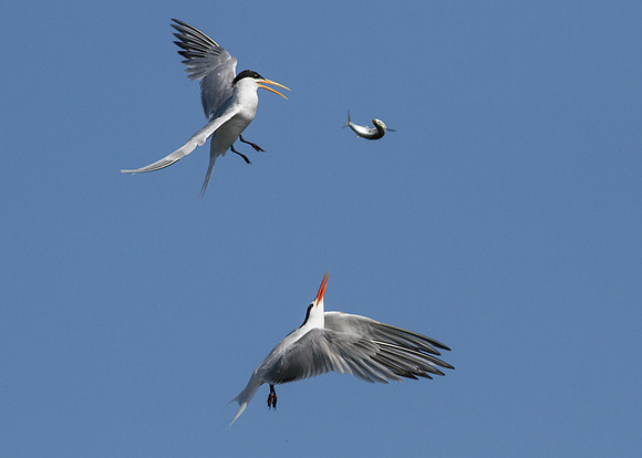BolsaChica-2012-5065