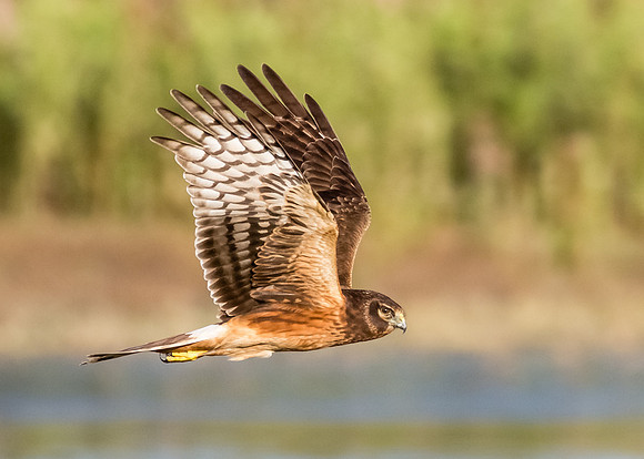 San Joaquin 2014-5284