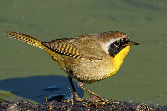 Male Common Yellowthroat