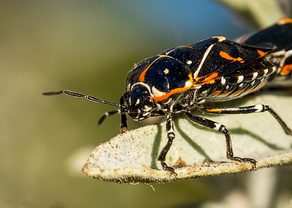 Harlequin Beetle