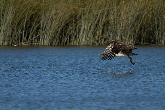 birds-irv-1072