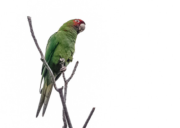 Mitred Parakeet