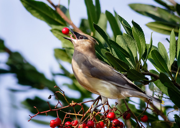 Cedar Waxwing