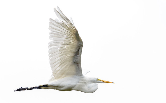 Great flight