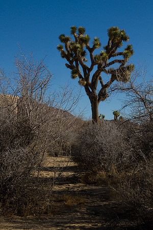 joshuatree09-2674