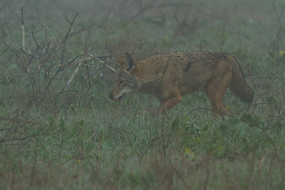 Coyote