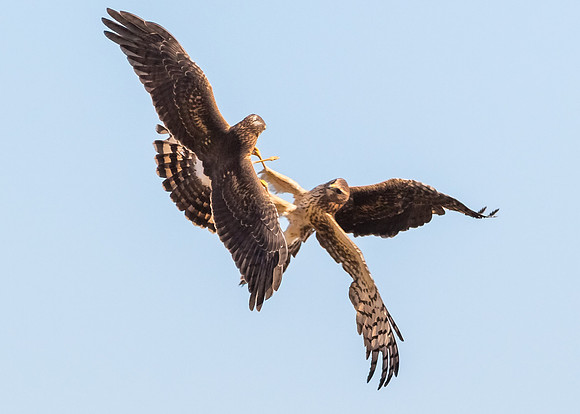 Clash of the Harriers