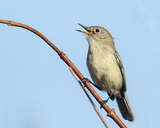 Blue-gray gnatcatcher