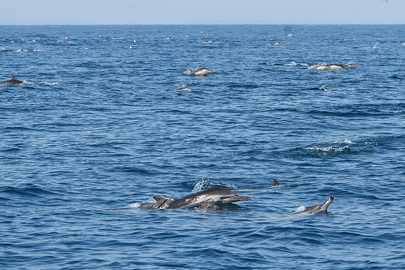 Common dolphin Pod
