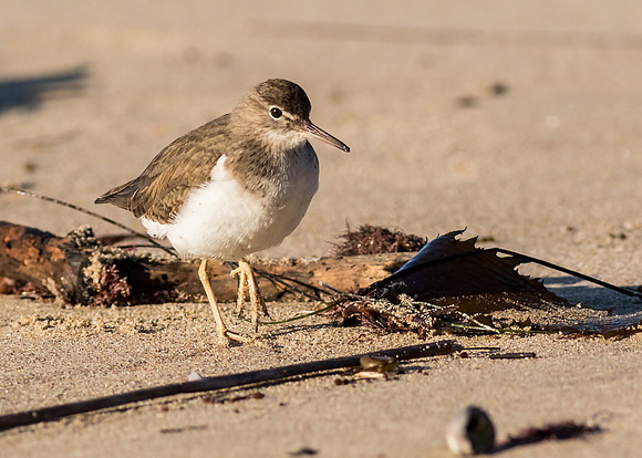 Spotted Sandpiper