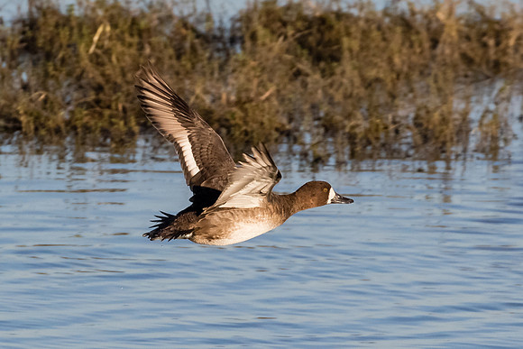 Lesser Scaup