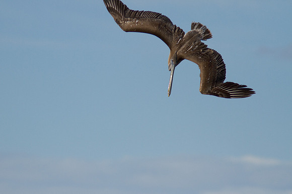 birds-irv-1095