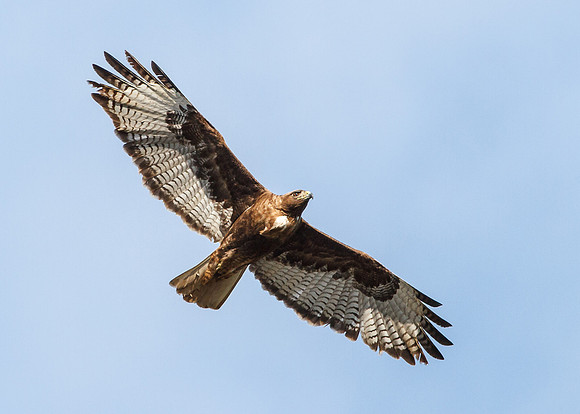 Female Red-Tailed Hawk in flight