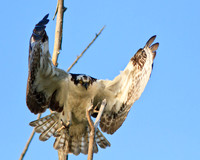 Osprey