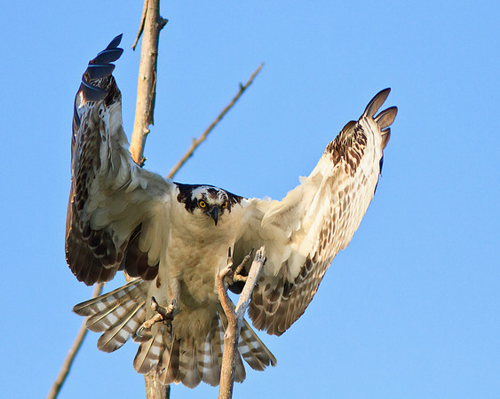 Osprey