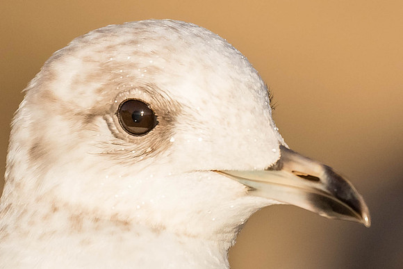Mew Gull