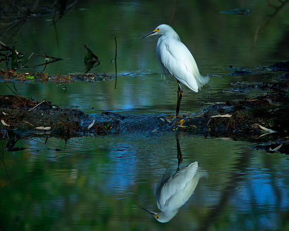 Egret in the stream