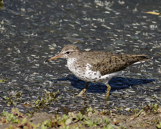 San Joaquin2013-9572