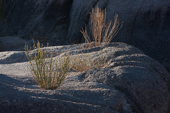 joshuatree09-0618