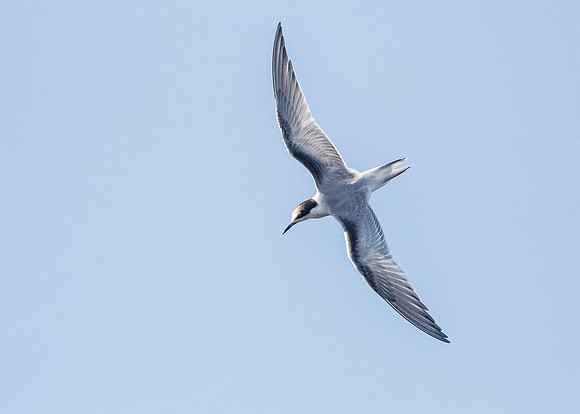 Free Flight